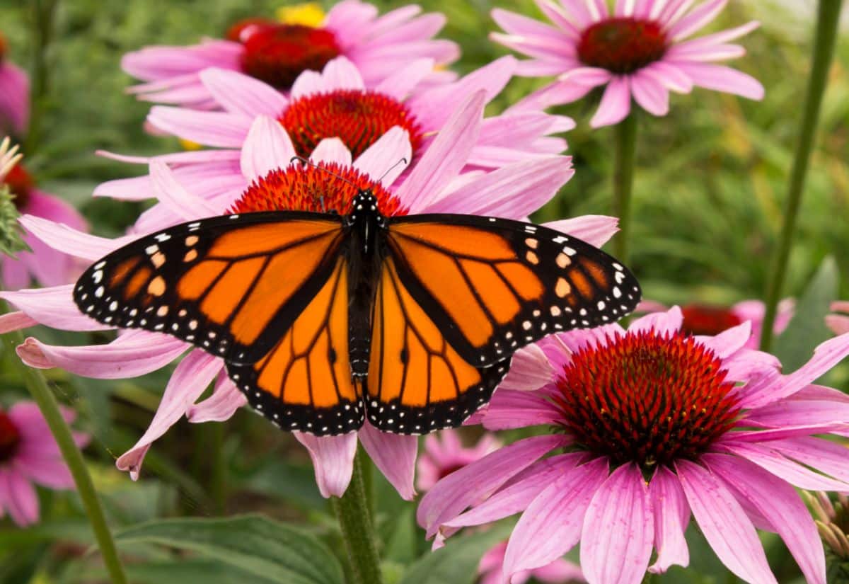 A butterfly visits an echinacea flower