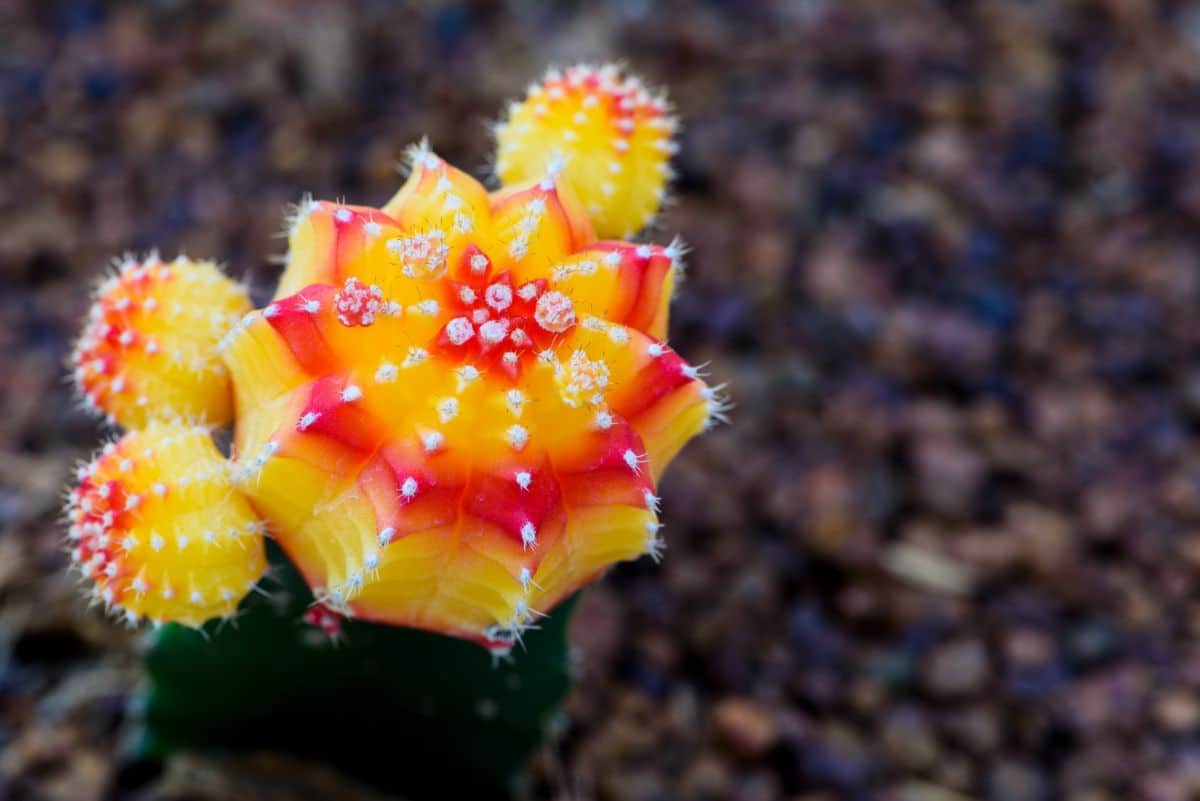 A brightly colored moon cactus