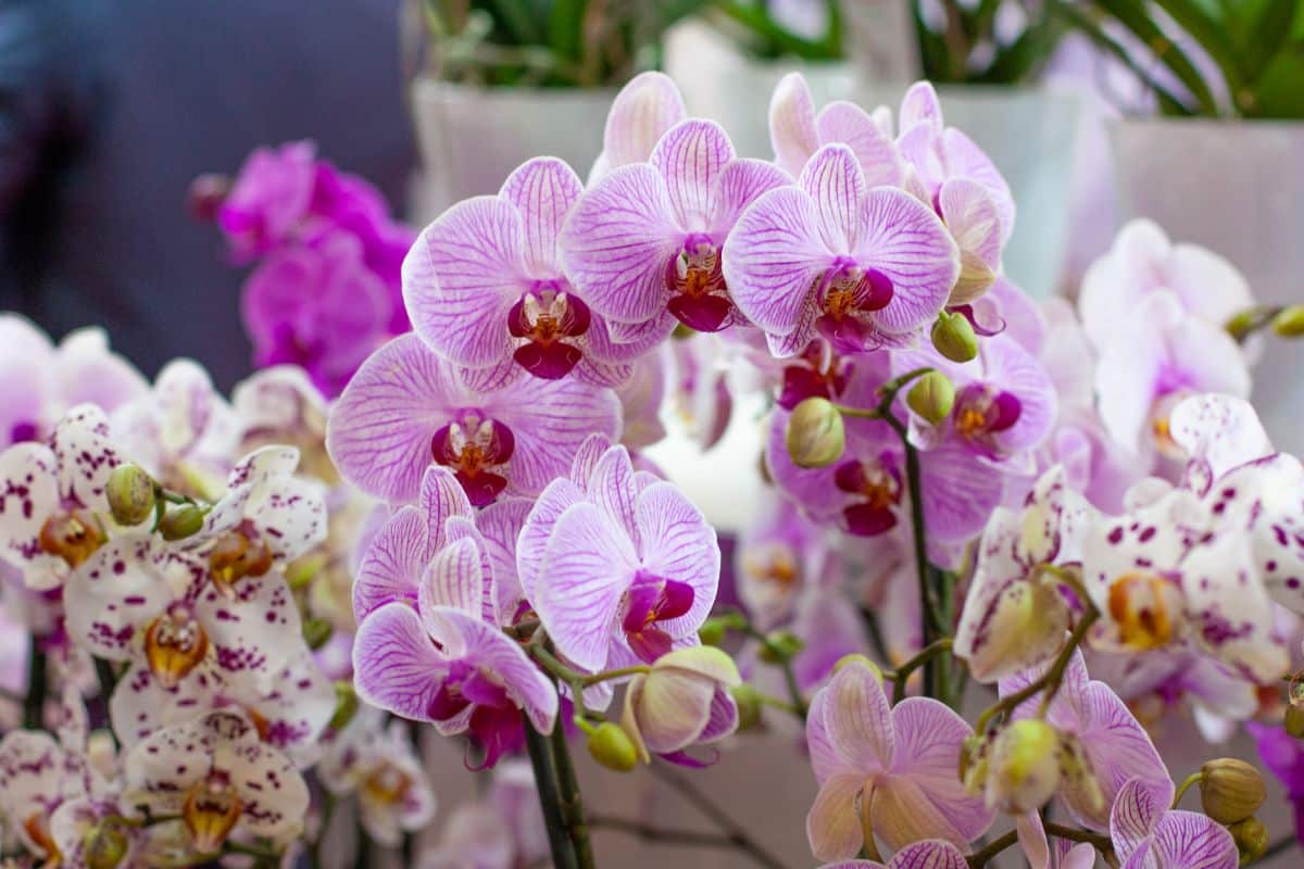 Phalaenopsis or Moth orchids