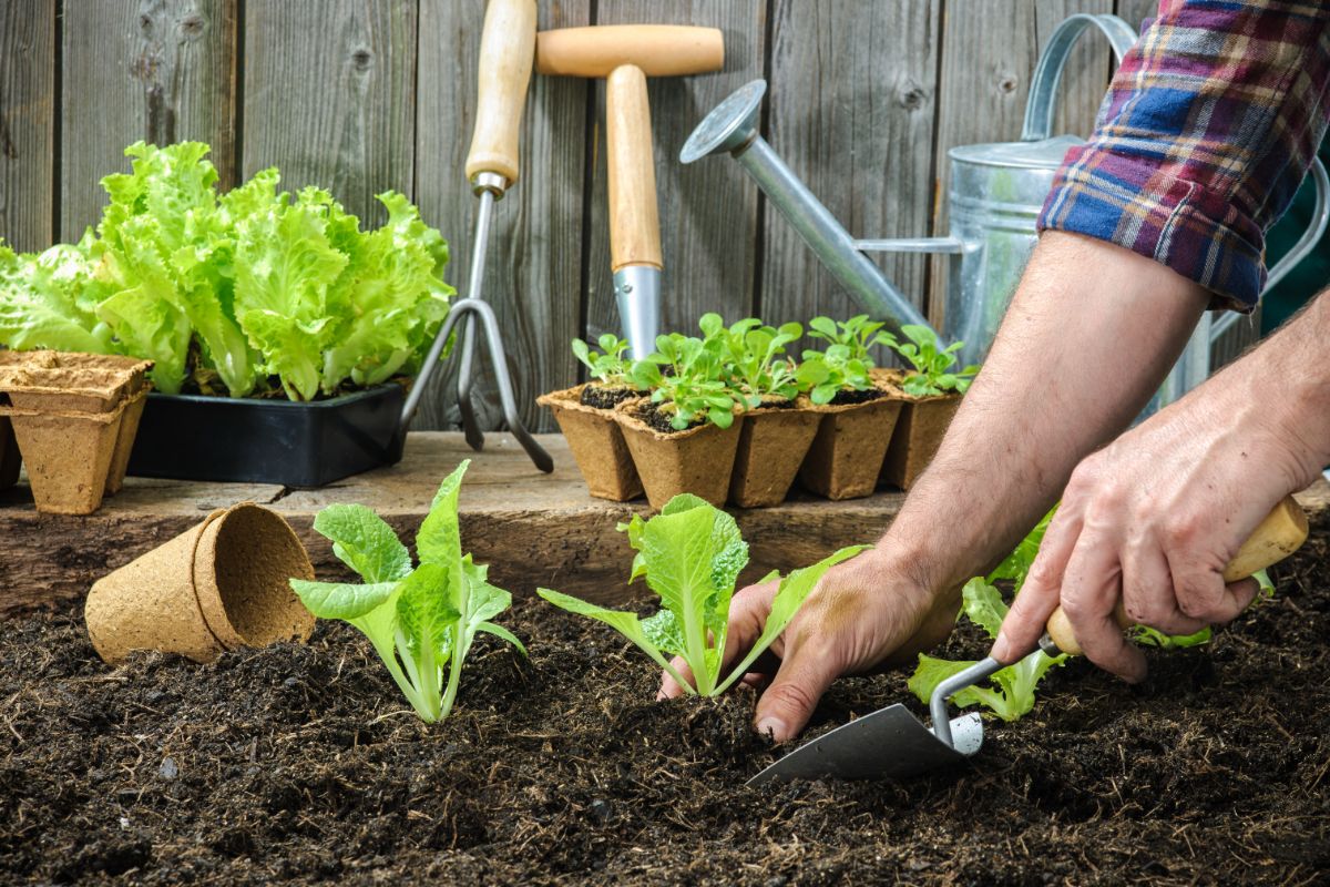 A gardener transplanting seedlings into the garden.