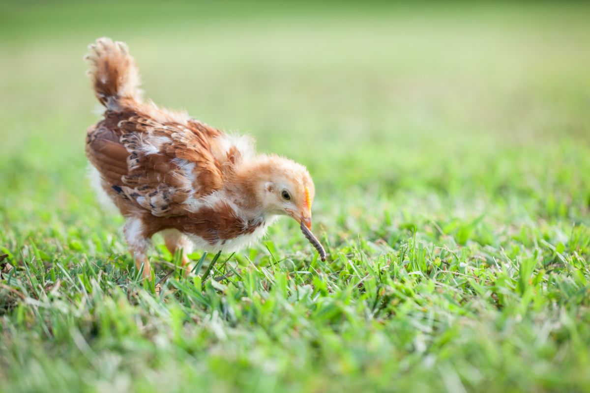 A young chicken picks a pest worm from the ground