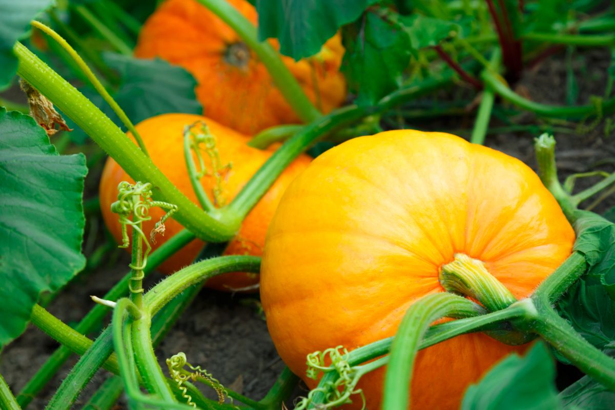 Orange pumpkins on a vine