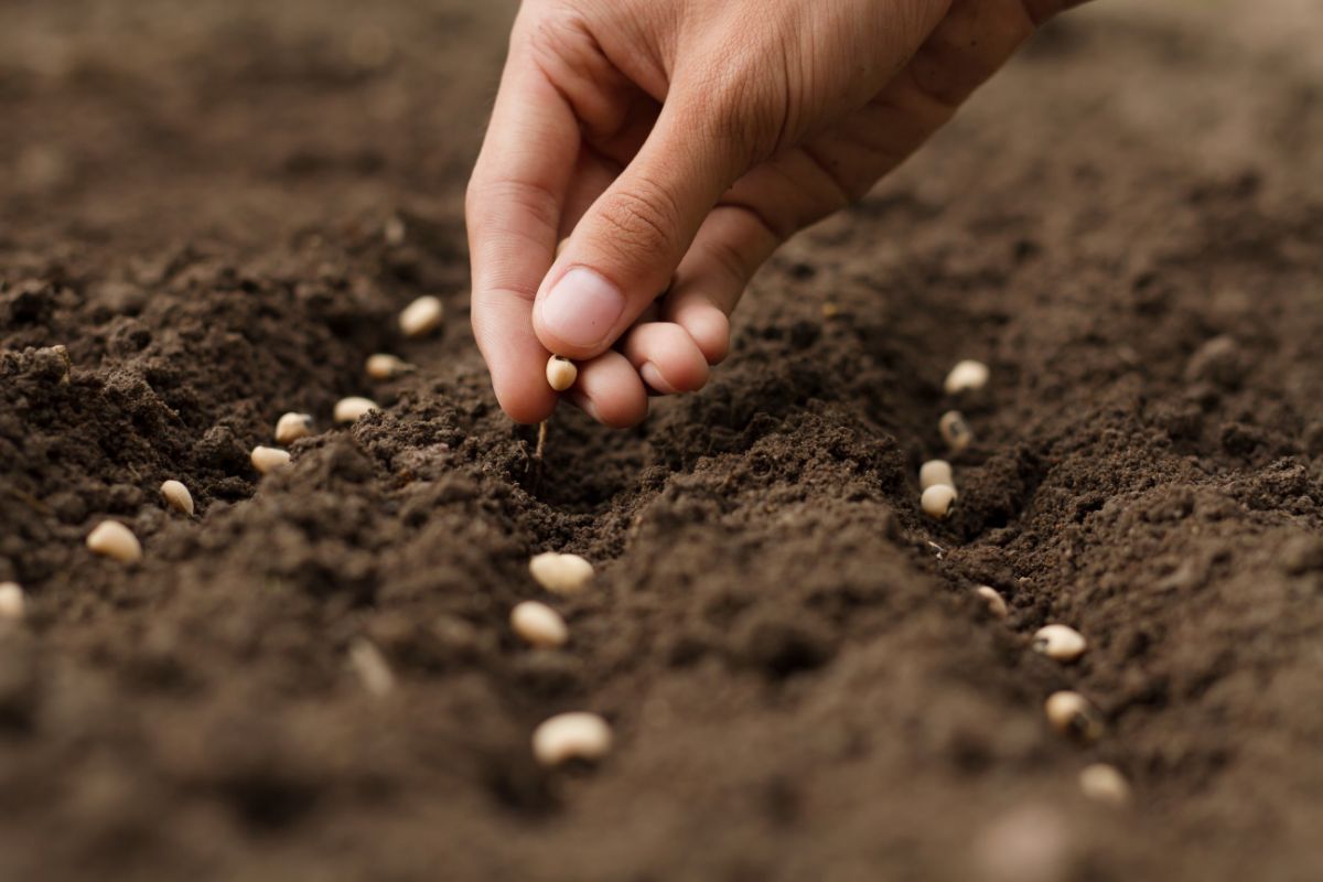 A gardener plants seeds in the ground, directly sowing the seed.