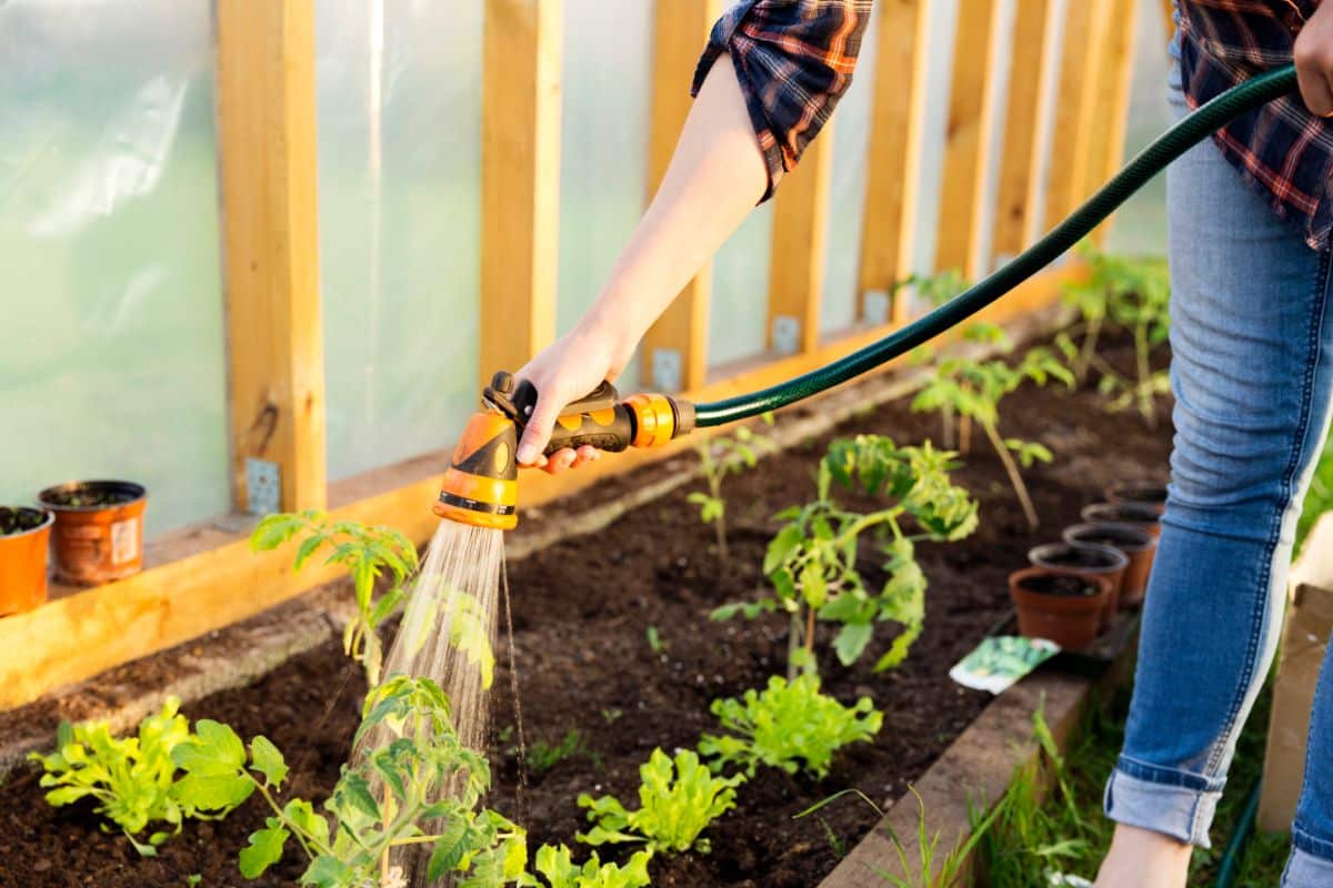 A woman waters plants in a raised bed with a hand-held hose