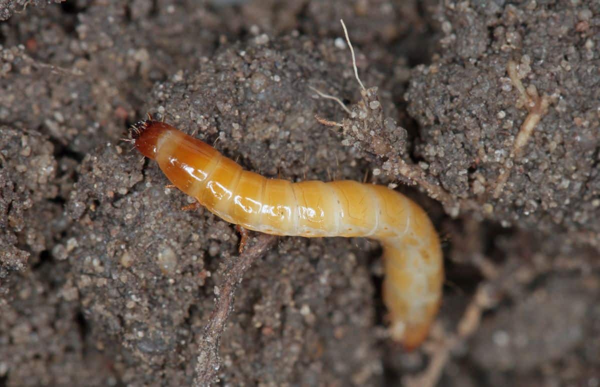 A light grown wireworm in a garden