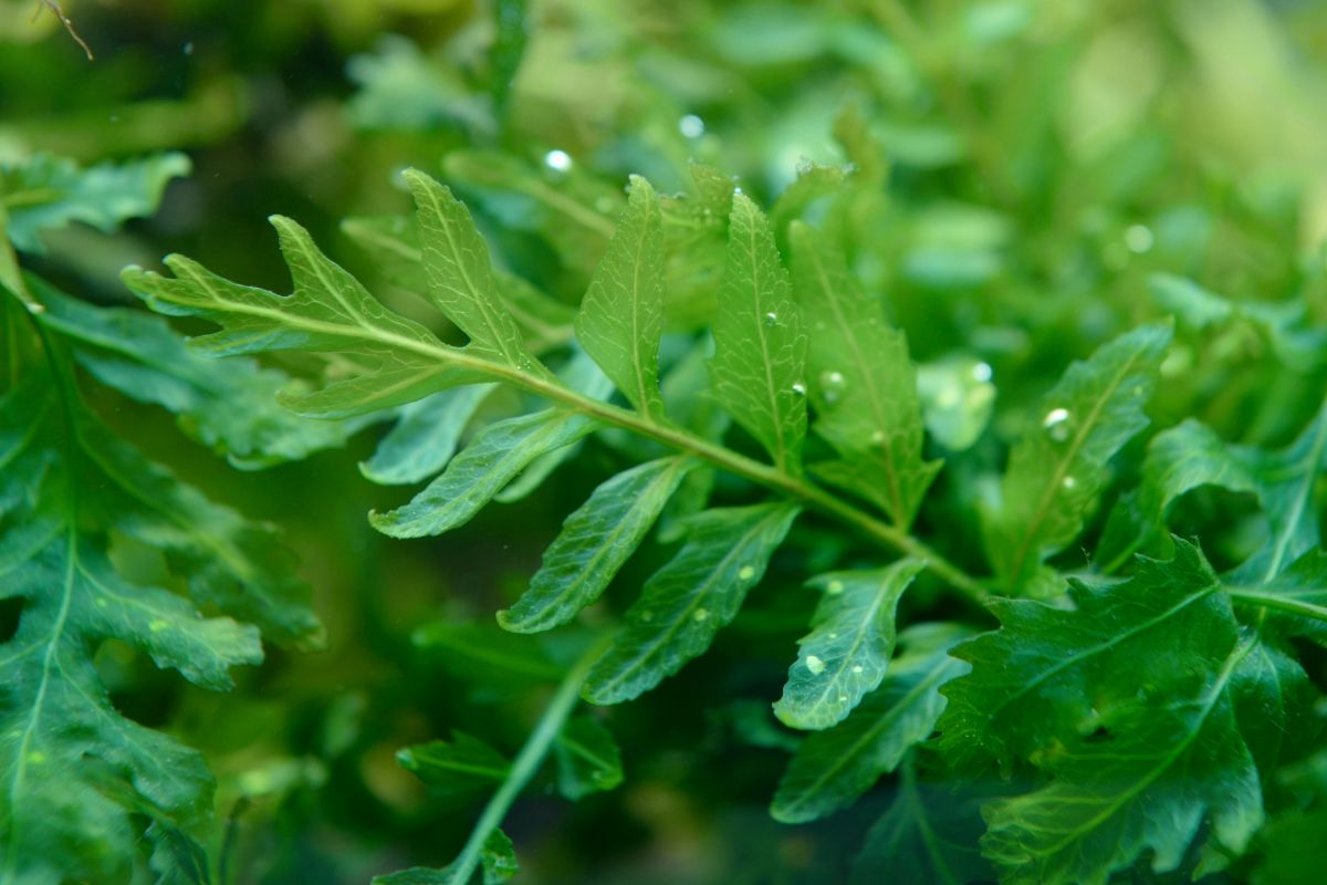 African Water fern aquarium plant