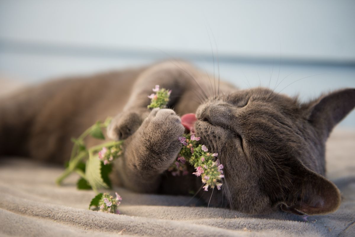 A gray cat happily licking a stem of blooming catnip