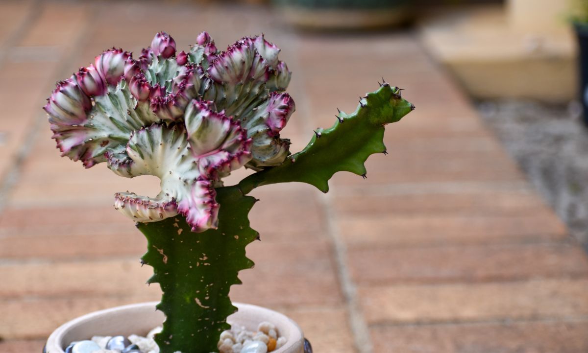 A white and purple coral cactus