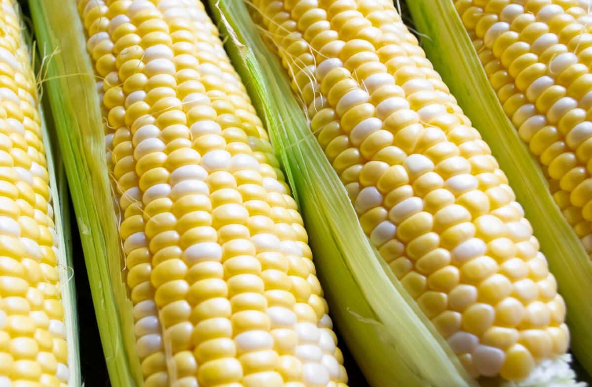 Open cobs of Butter and Sugar sweet corn