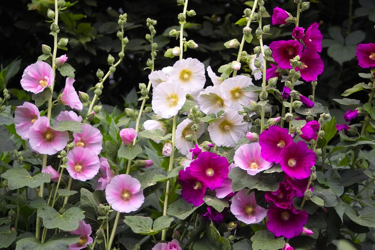 Different colors of hollyhock flowers in a garden bed