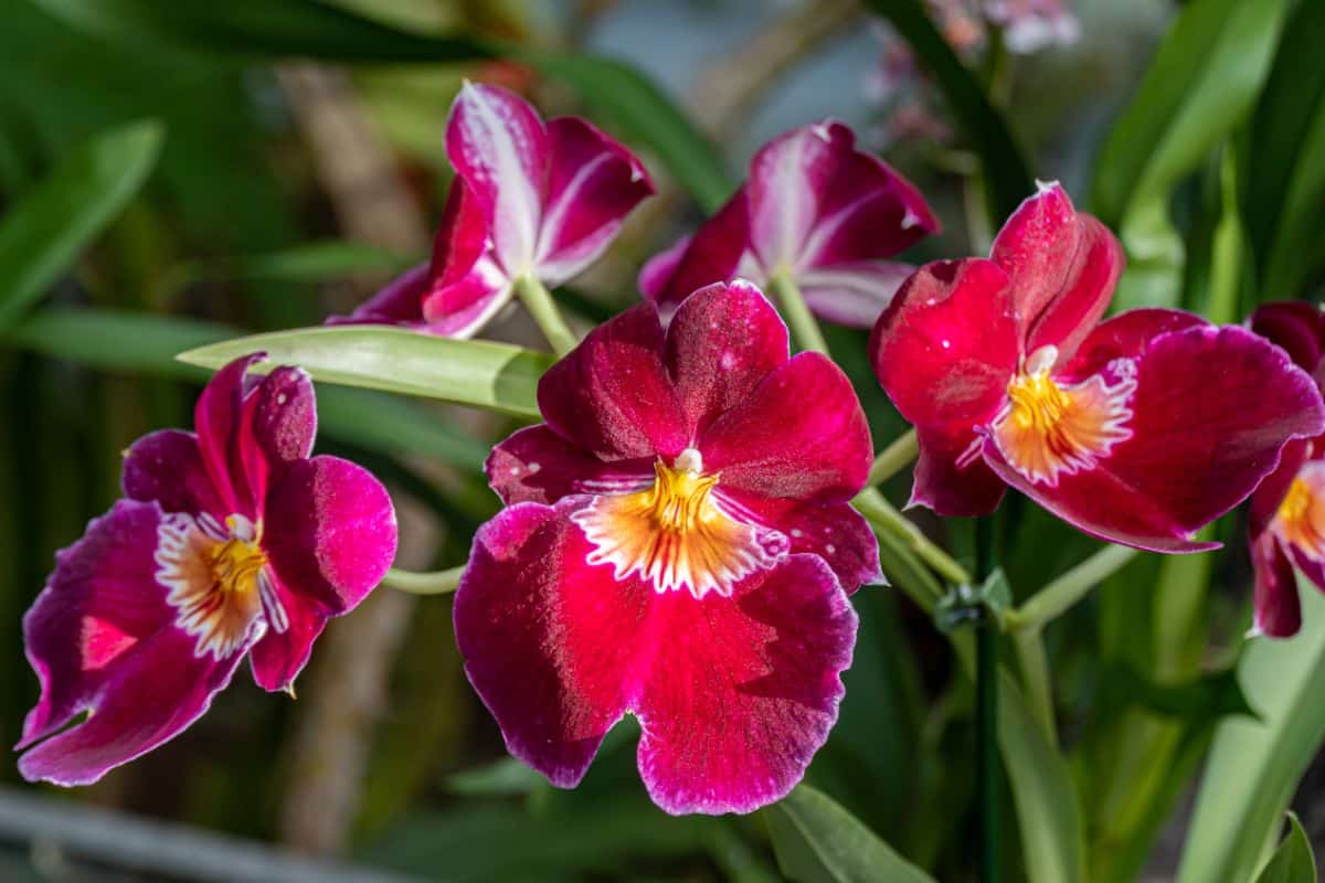 Pansy-like pansy orchid flowers
