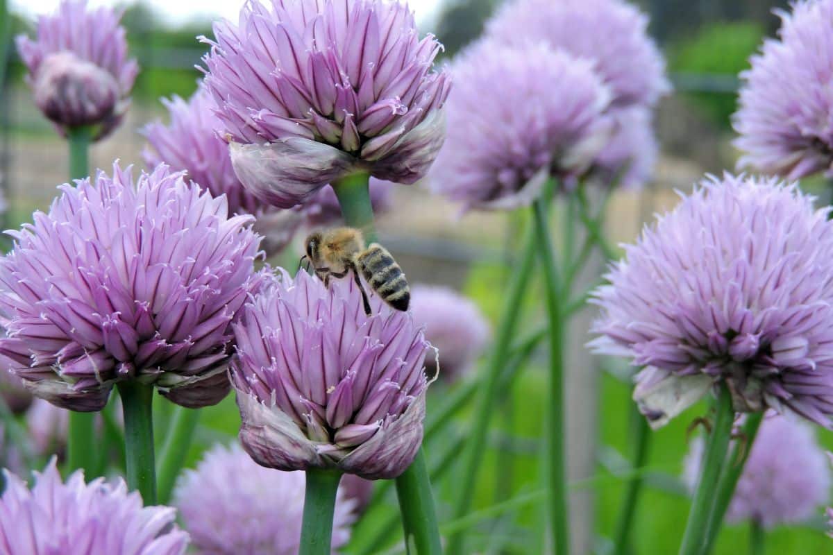 A bee visits a chive flower