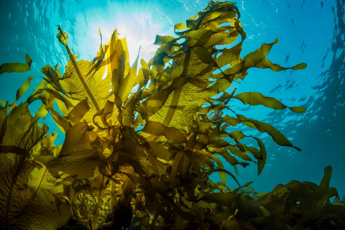 Seaweed floats in the ocean