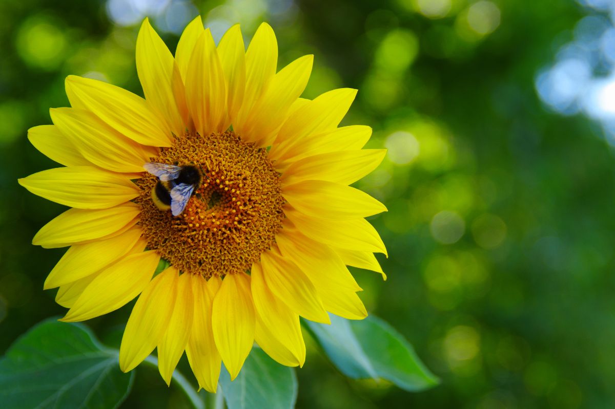 A bumble bee on a sunflower