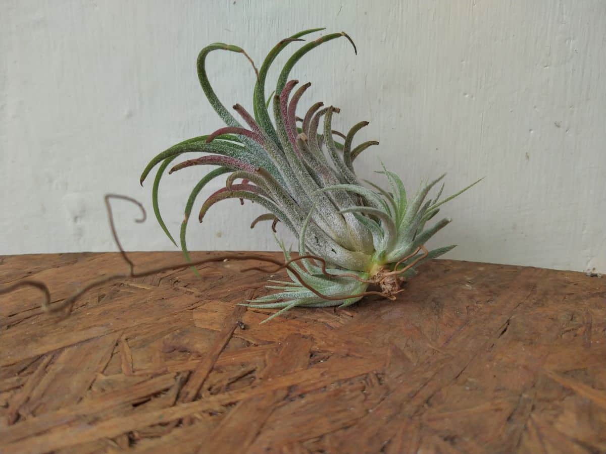 An air plant growing pups that can be propagated