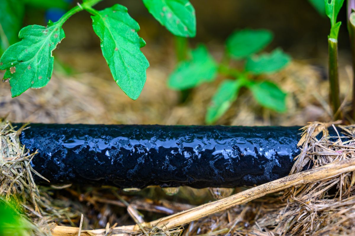 A drip water hose deeply watering a garden bed