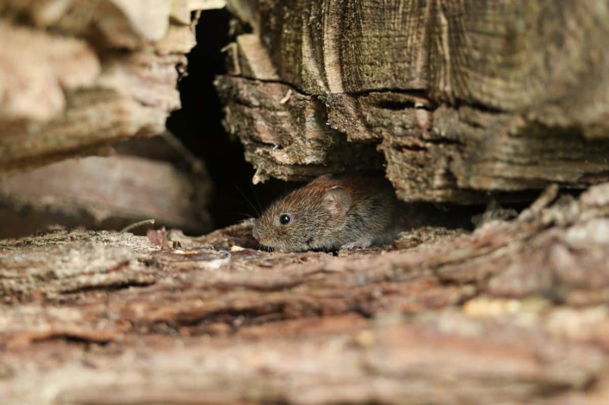 A mouse peeks out from under wood