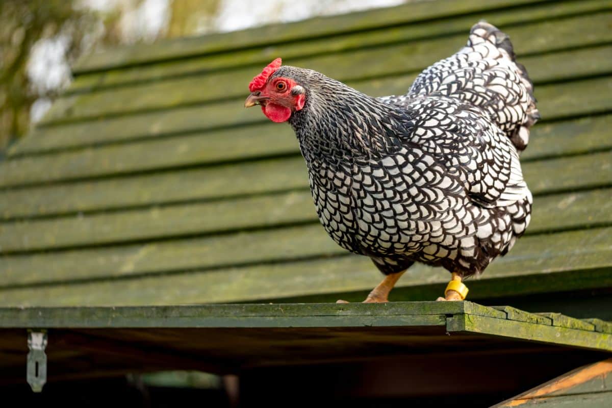 A chicken on a coop roof