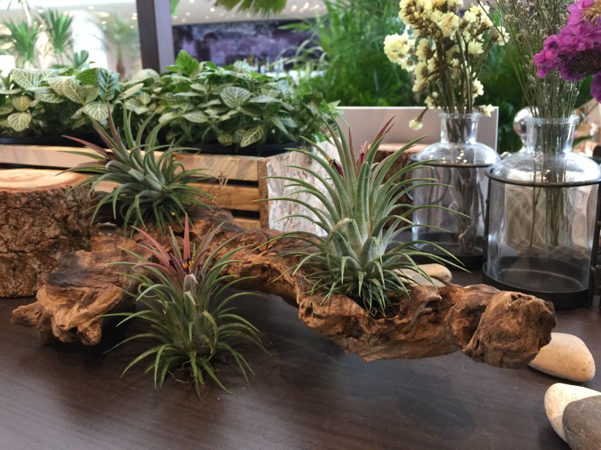 Air plants grown in a driftwood display