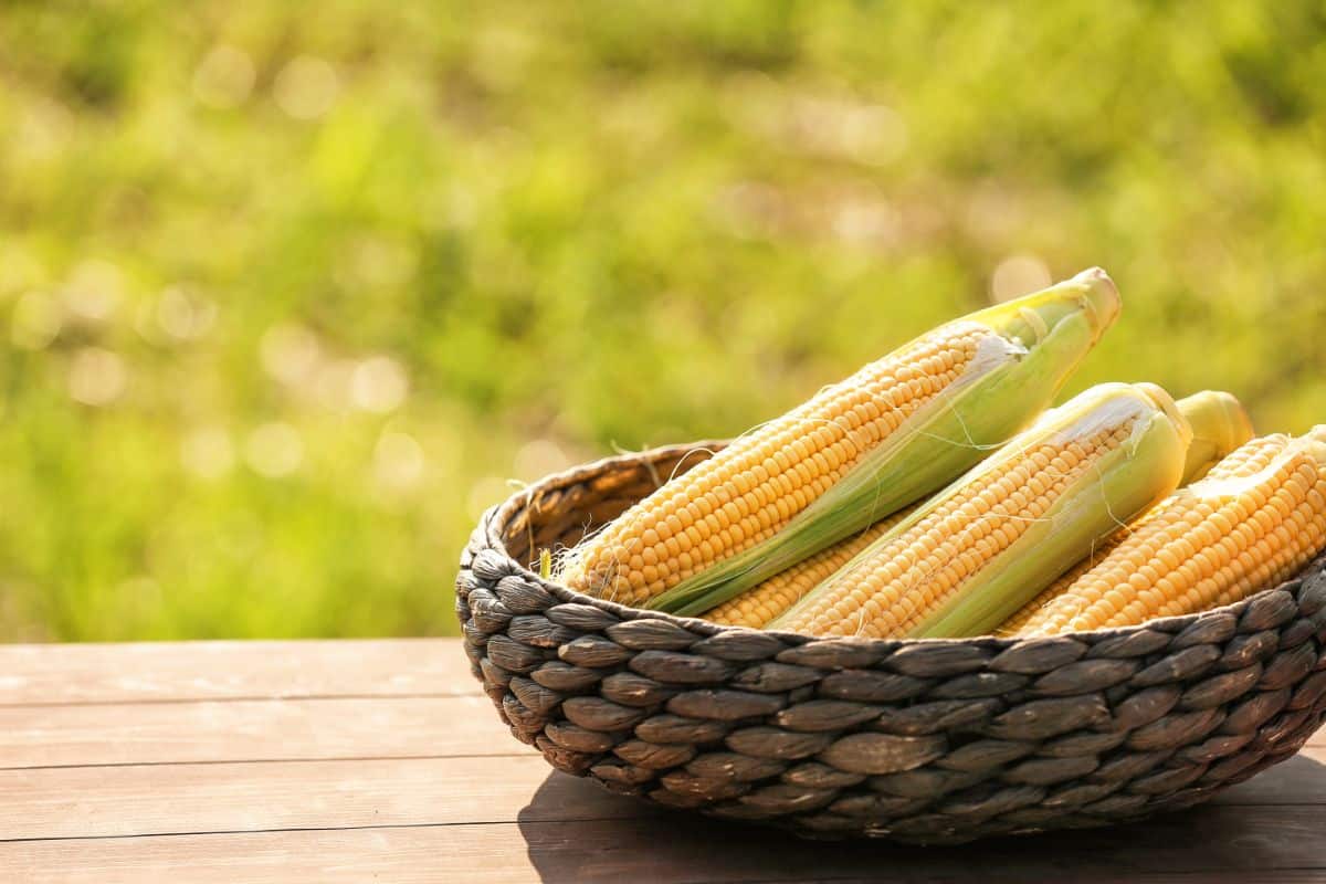 A basket of fresh sweet corn sits on a table