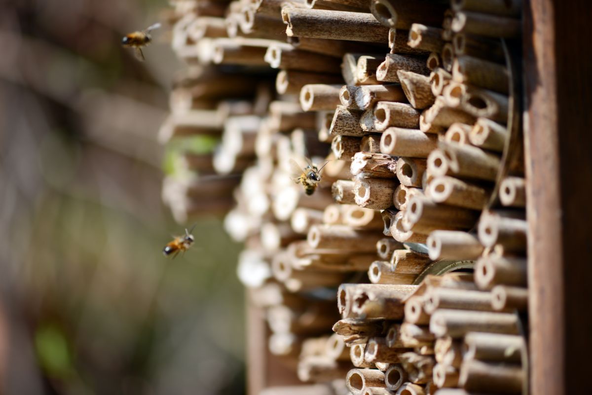 A DIY mason bee bee hotel