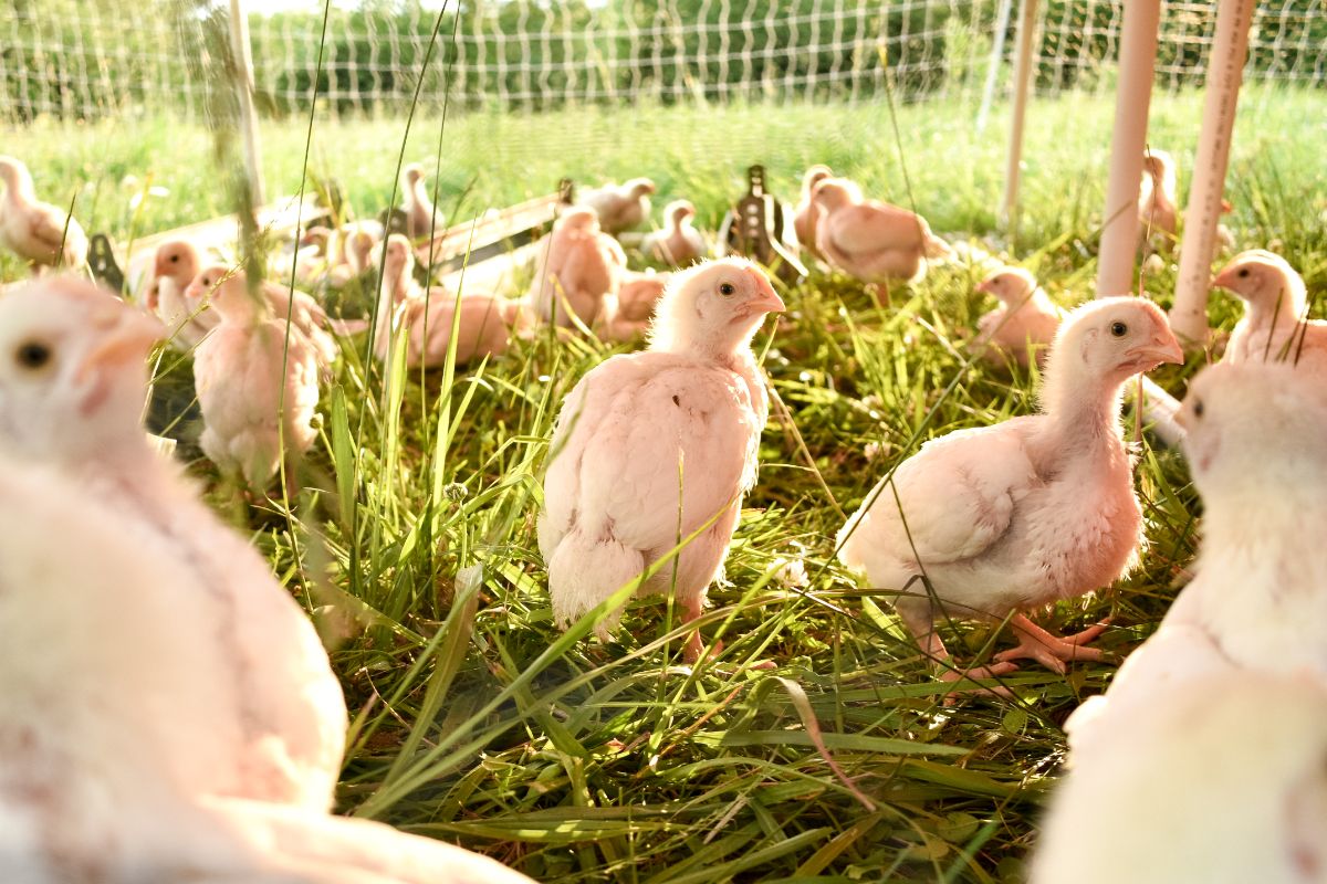 Happy protected chickens on grass