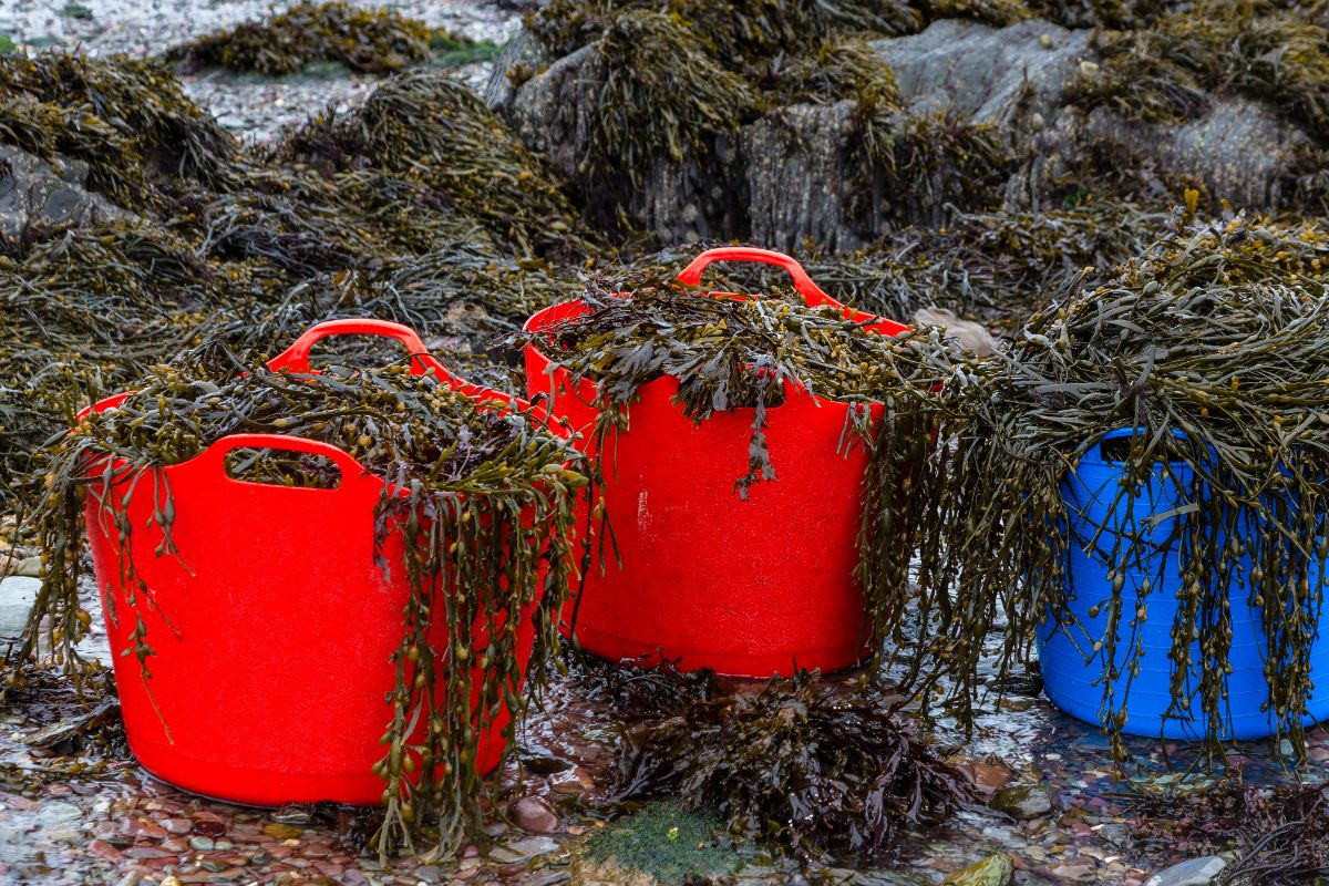 Trugs full of seaweed are collected for garden use