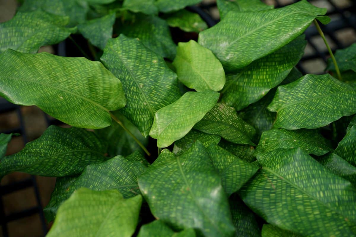 highly patterned leaves of Calathea Network plant