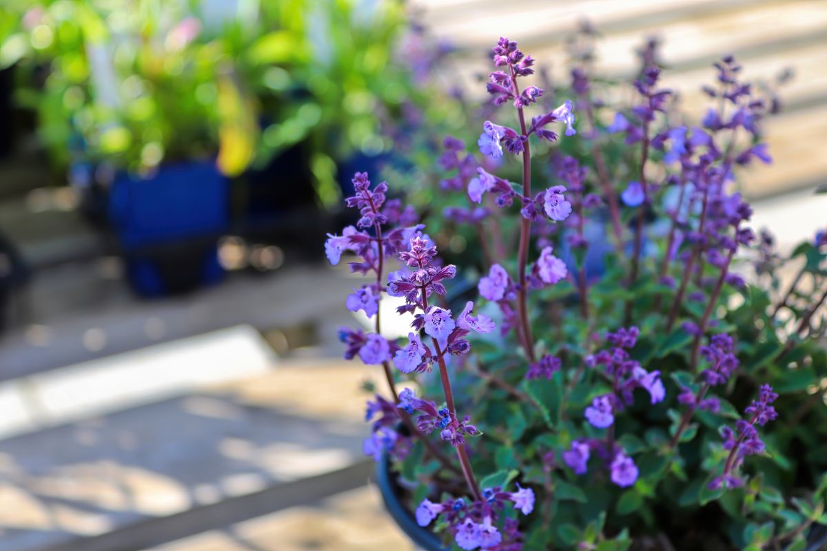 Purple flowering catmint in a container