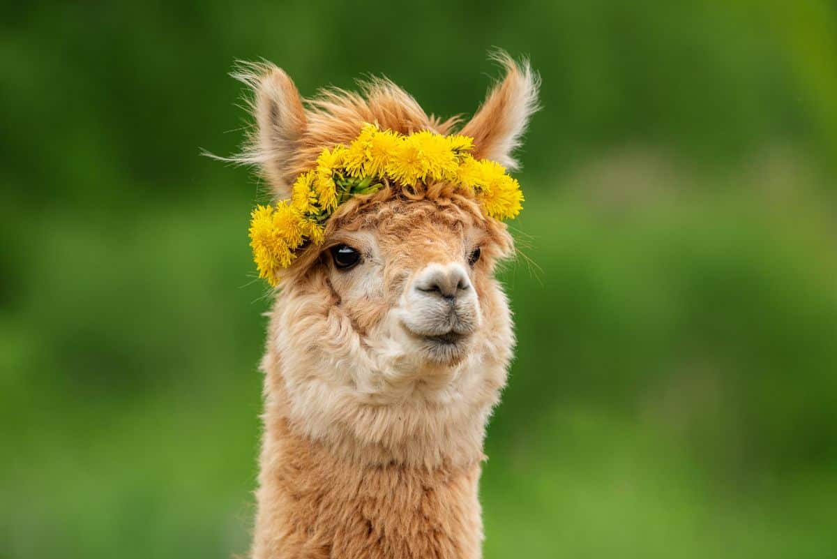 A llama wearing a dandelion crown
