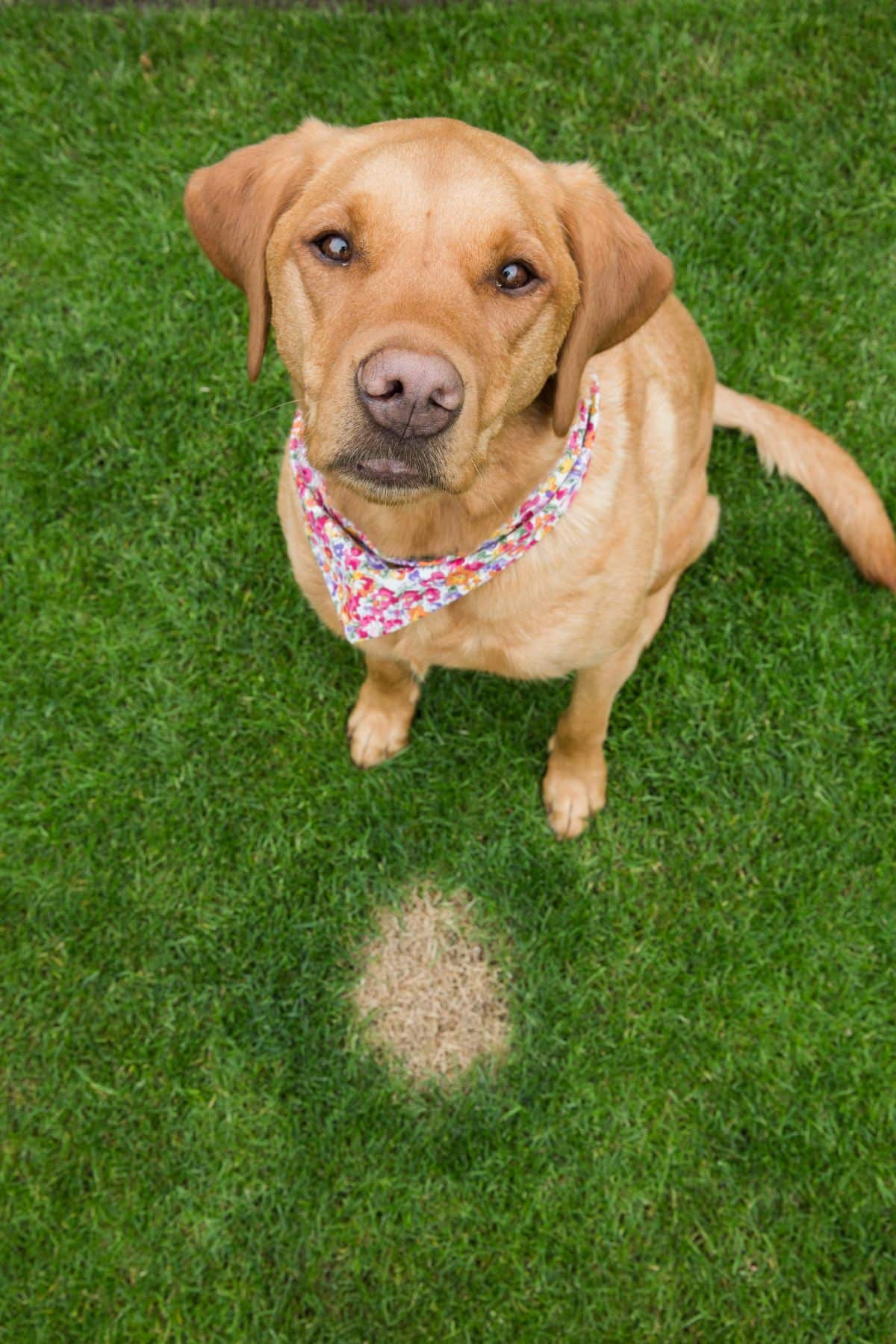 A dog sits looking guilty next to a patch of grass its urine killed