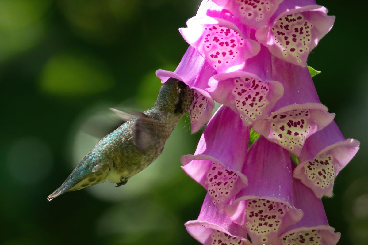 A hummingbird sips from a foxglove flower