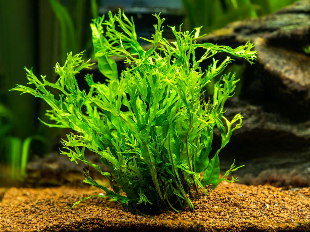 Java fern in stone in an aquarium