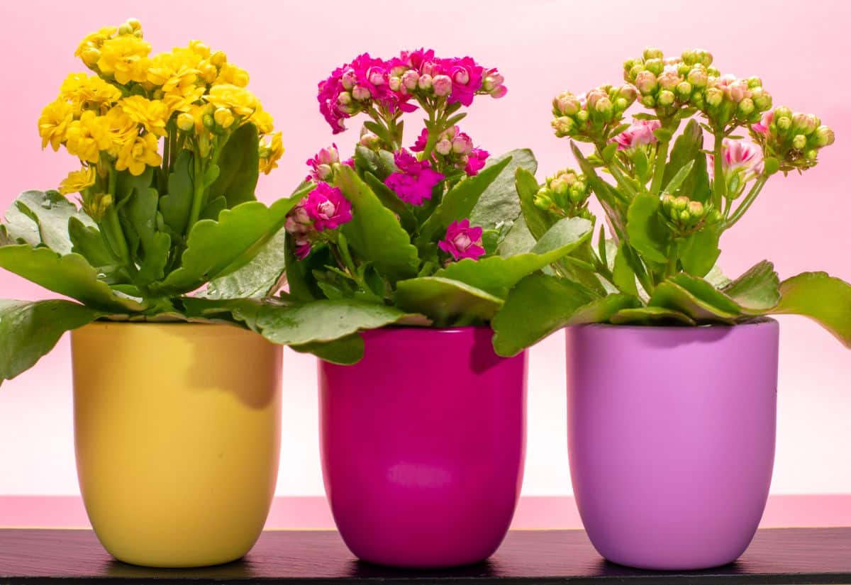 Colorful-flowered kalanchoes in colorful pots