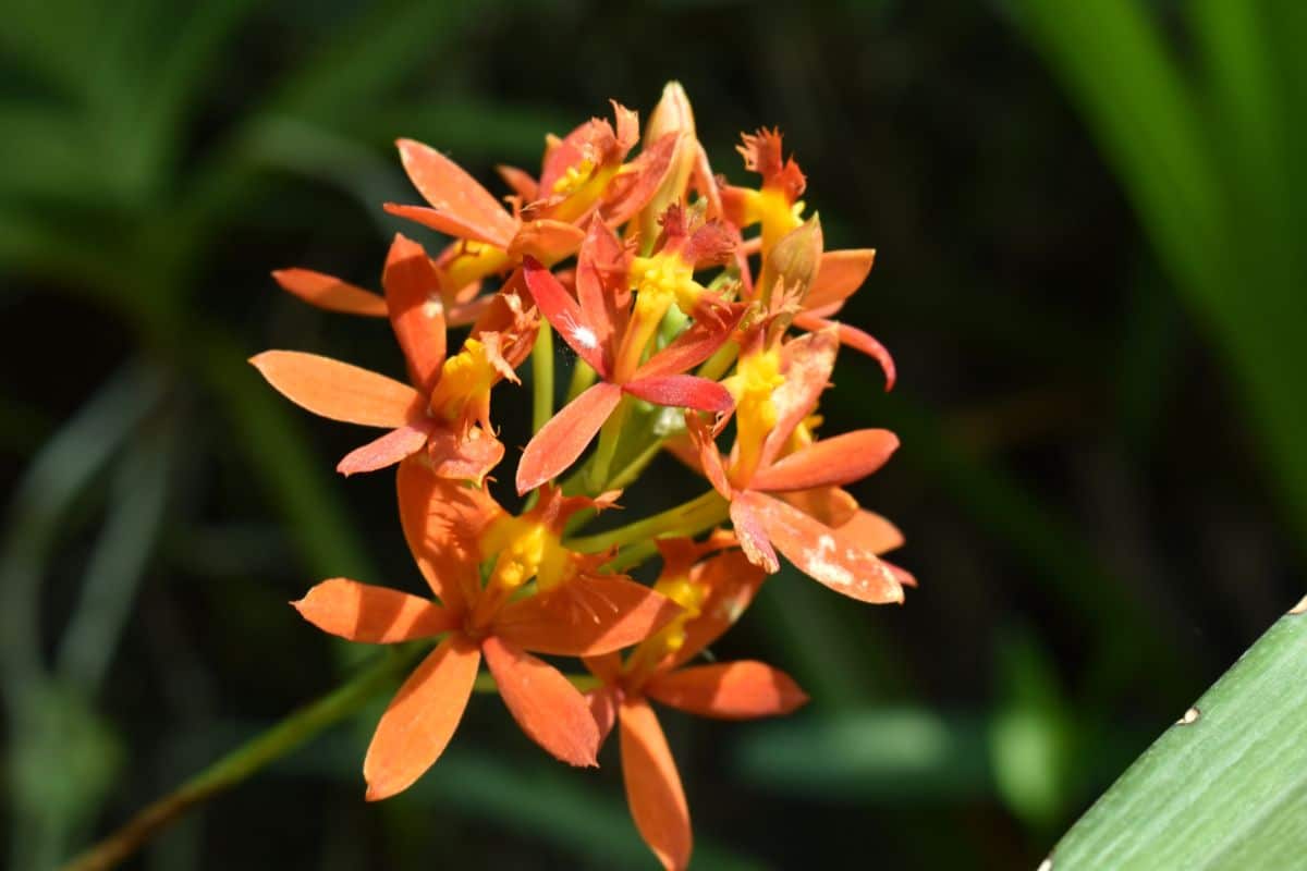 Clustered orange flowers on a Reed orchid plant