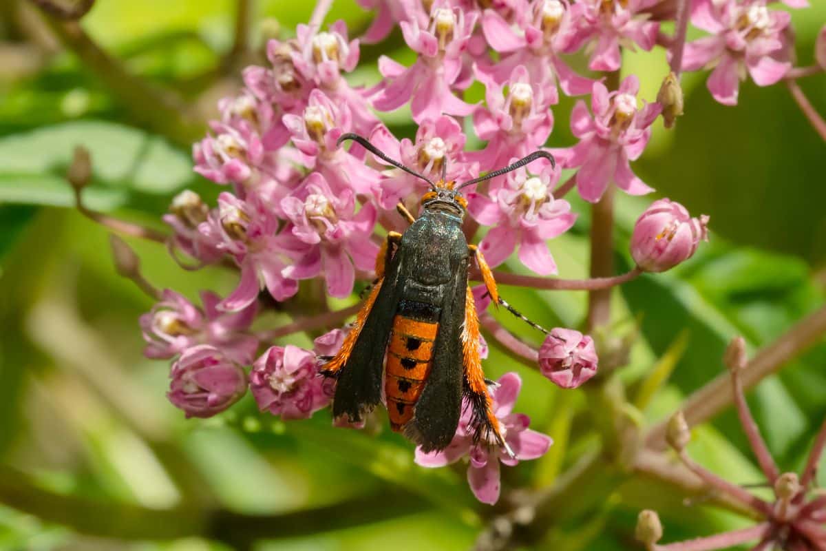 An insect visits a flower