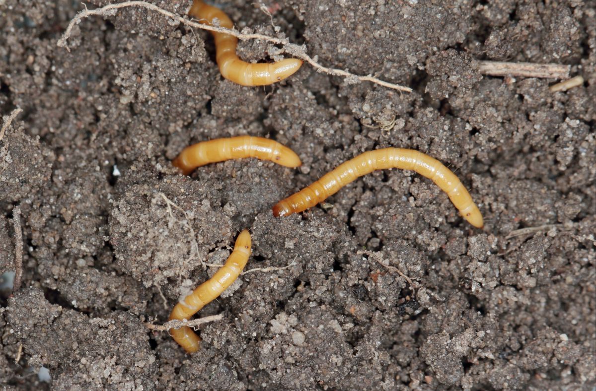 A congregation of wireworms in soil