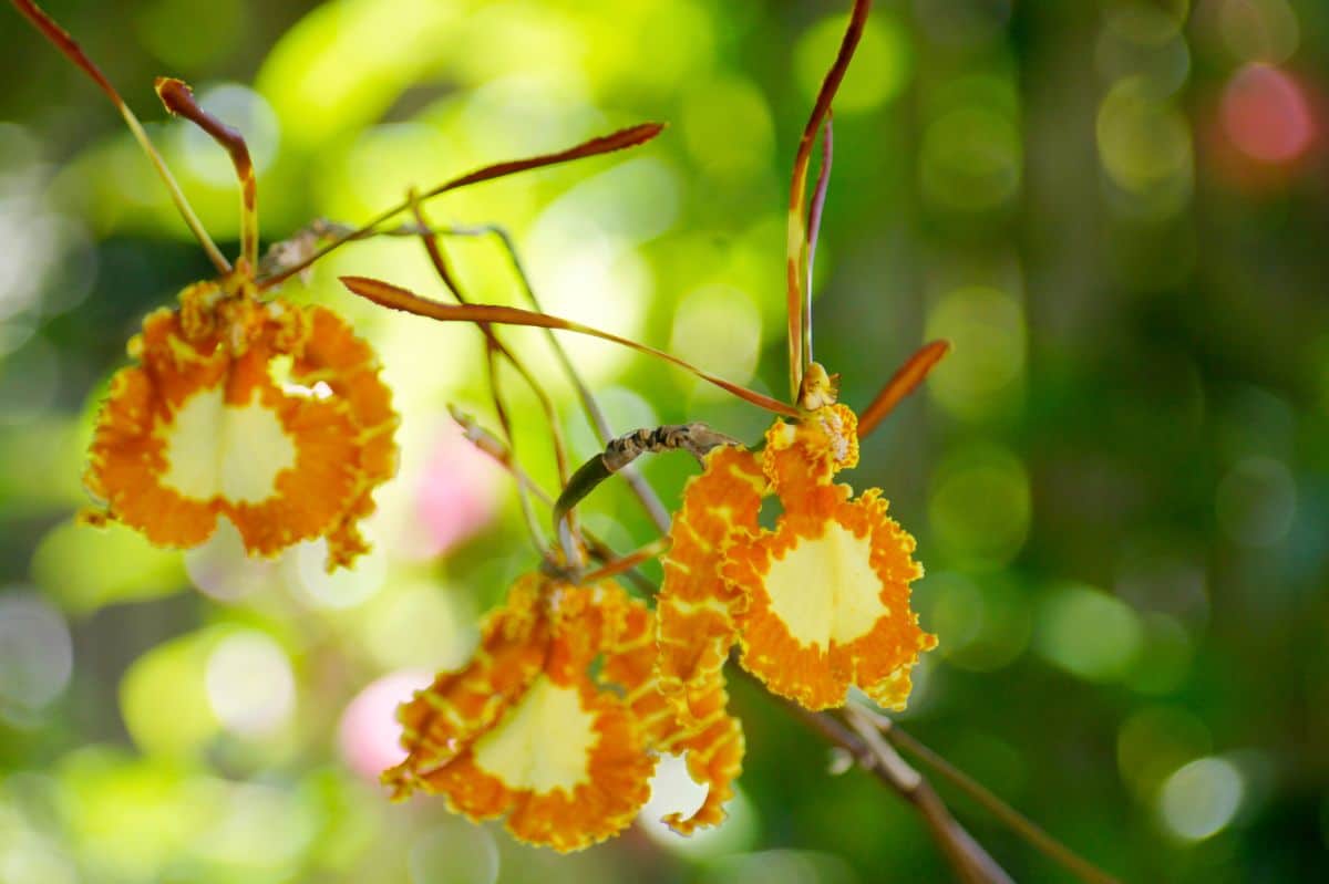 Orange butterfly orchid flowers