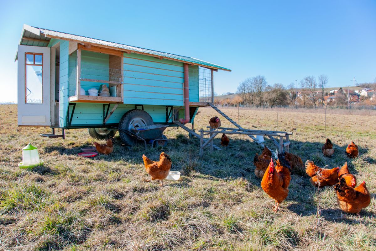 Chickens ranging outside a mobile tractor-style chicken coop