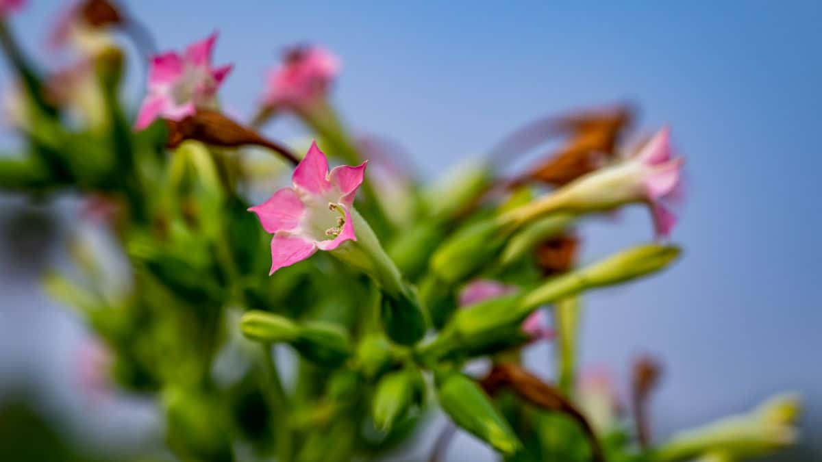 Pink flowering tobacco plant