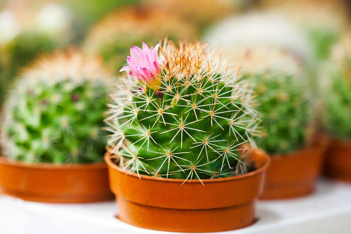 Moon barrel cactus with small pink flower