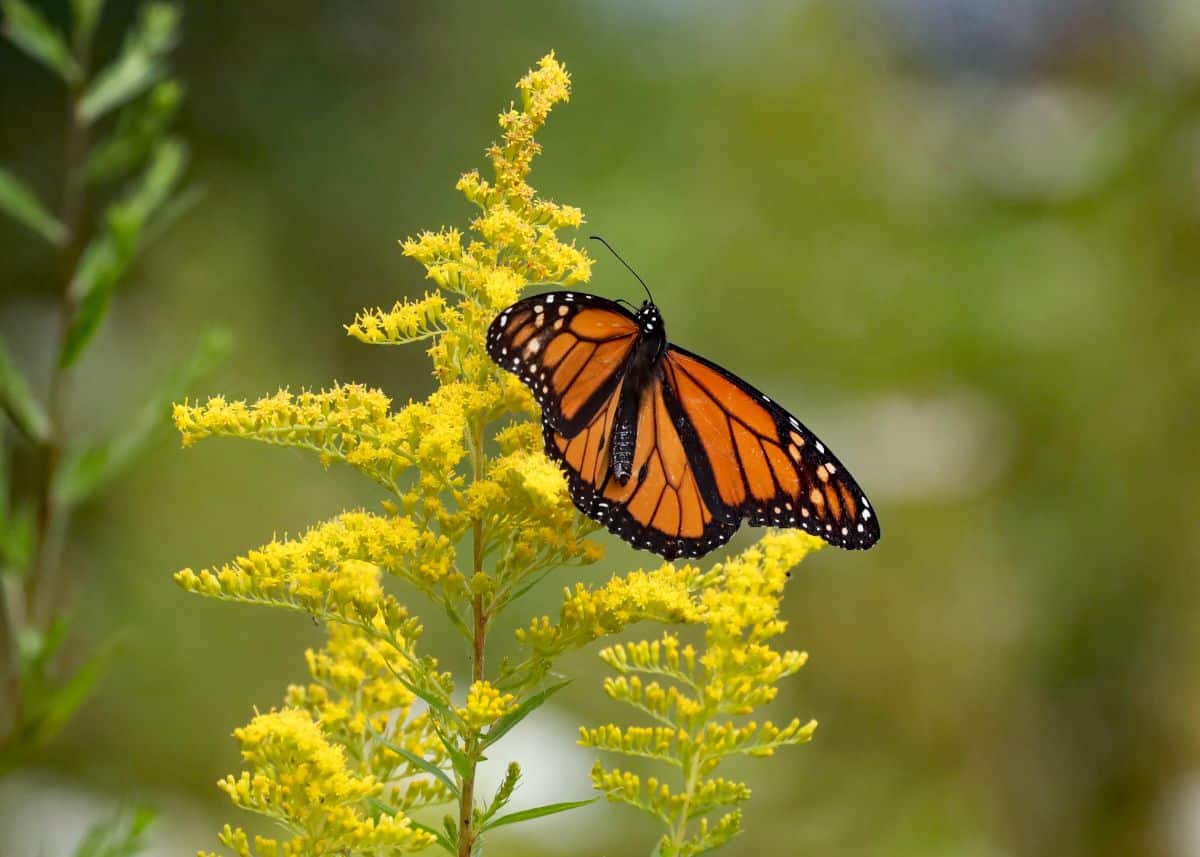 A monarch butterfly appreciates late season food from goldenrod
