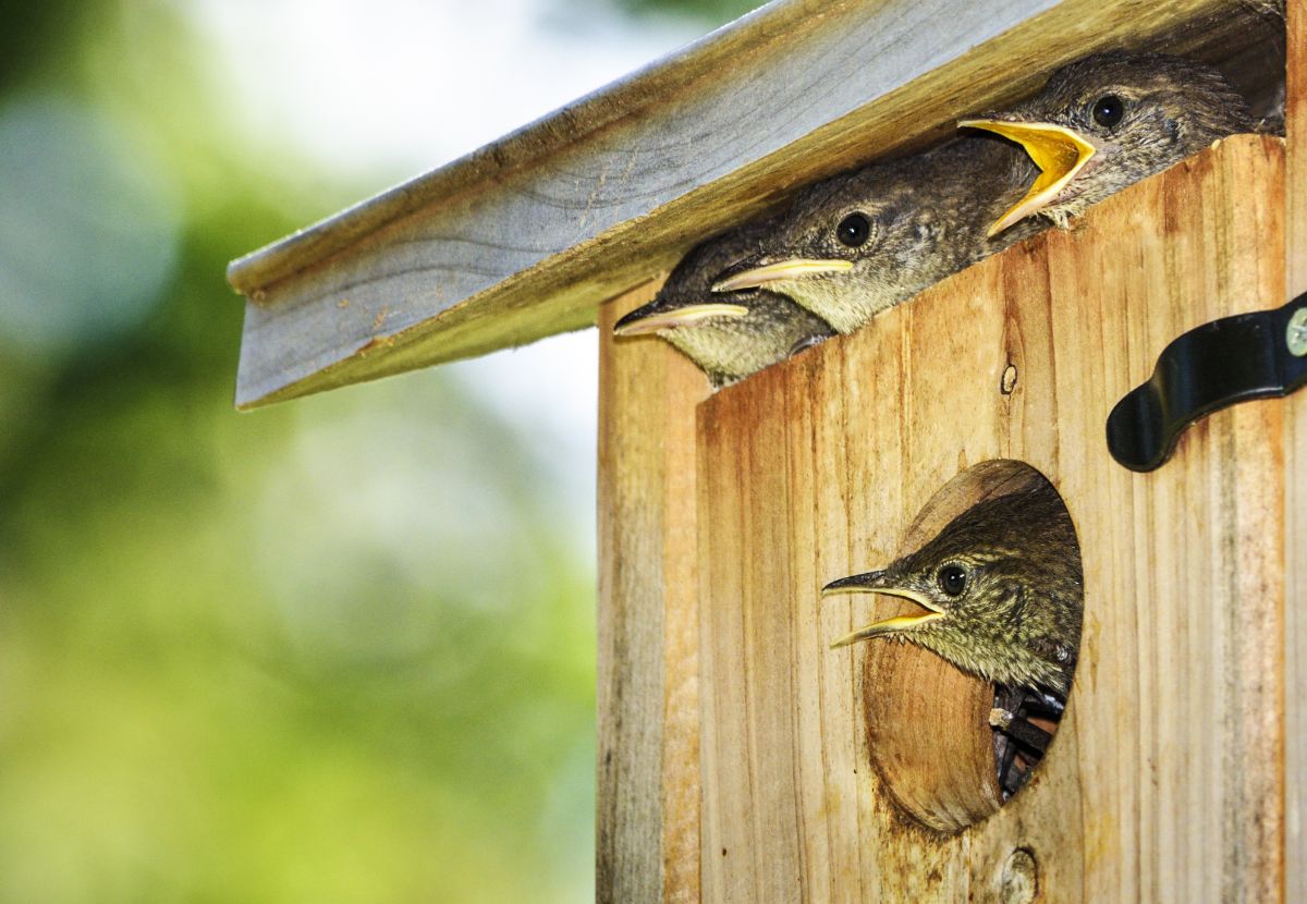 Young birds peek out from a bird house