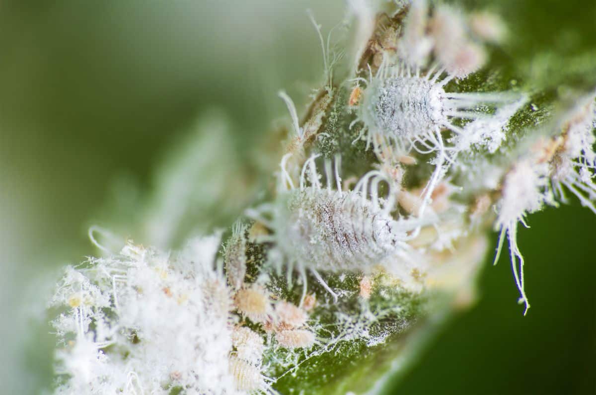 mealy bugs on an air plant