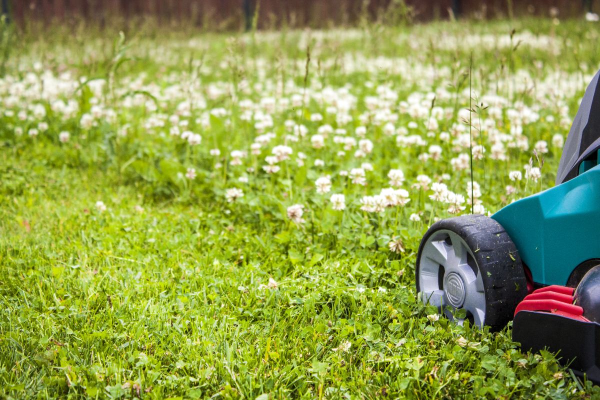 A person mows a drought-resistant clover lawn