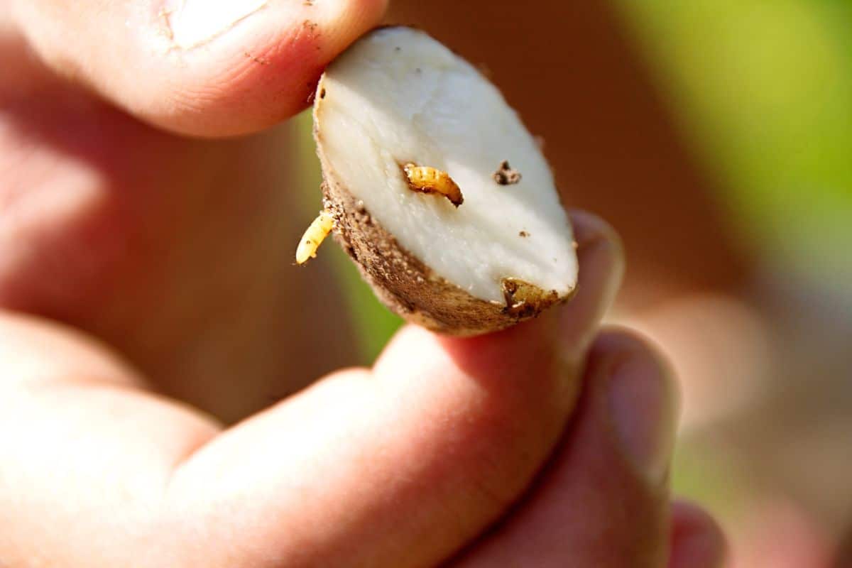 A wireworm in a potato chunk trap