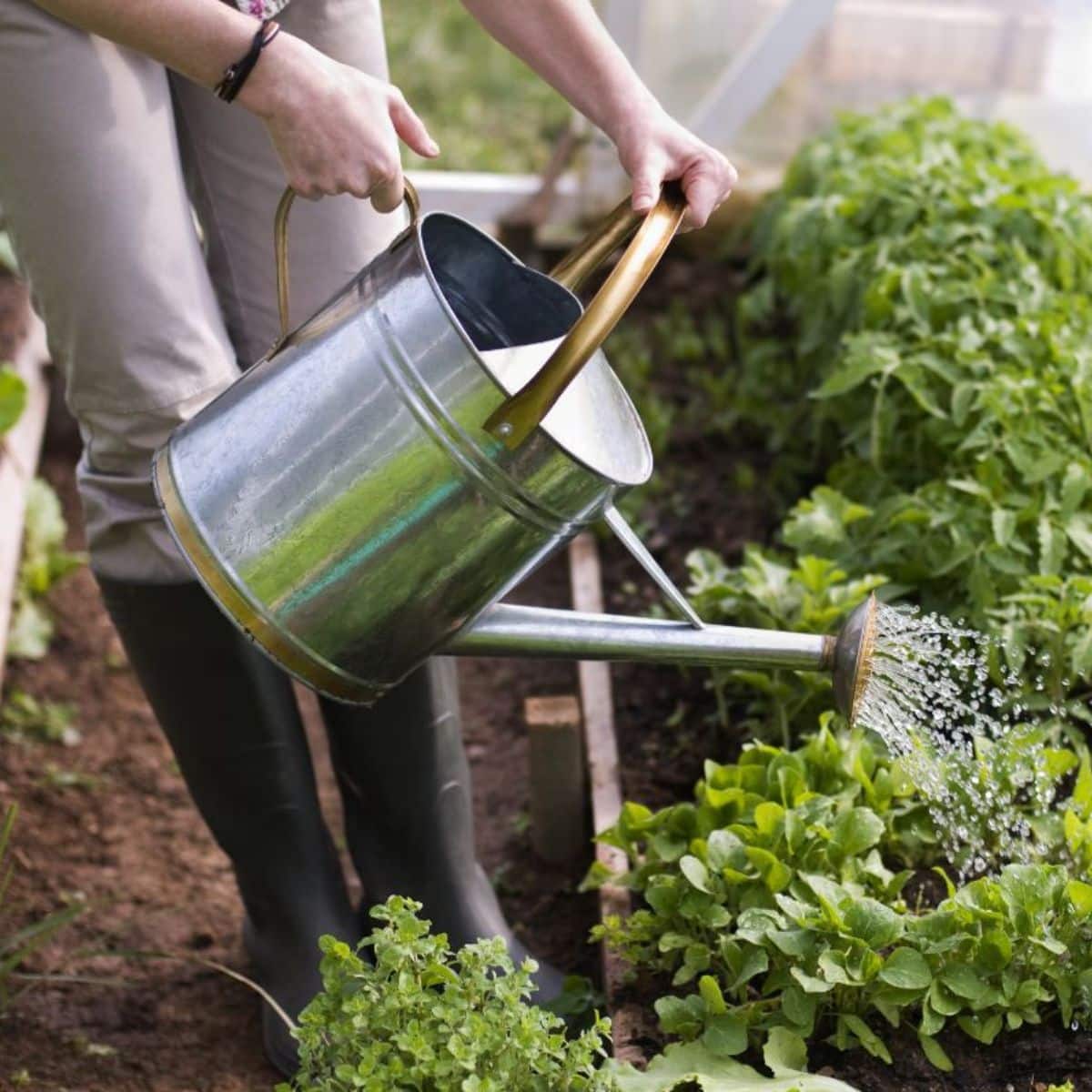 A gardener watering plants with a metal watering can.