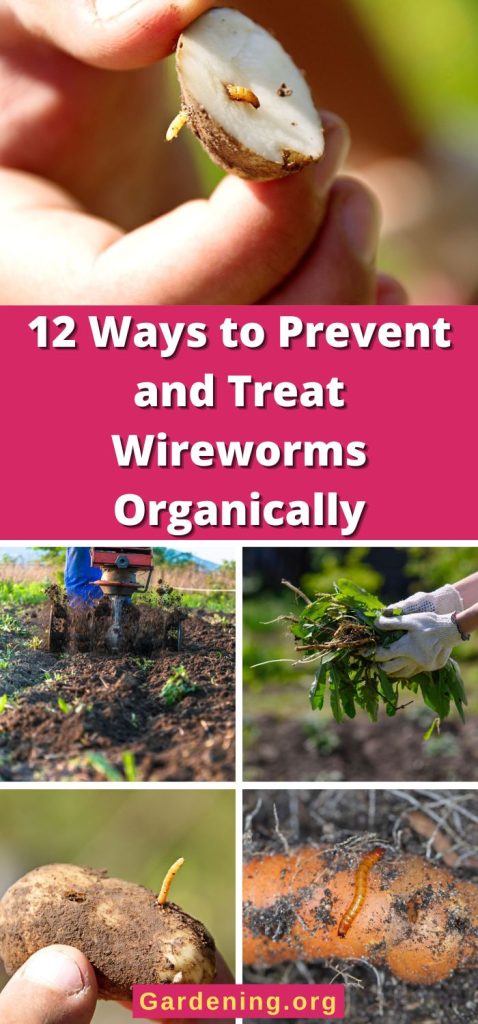 12 Ways to Prevent and Treat Wireworms Organically pinterest image.