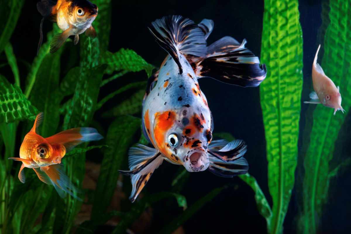 Fish swim through Aponogeton crispus plants