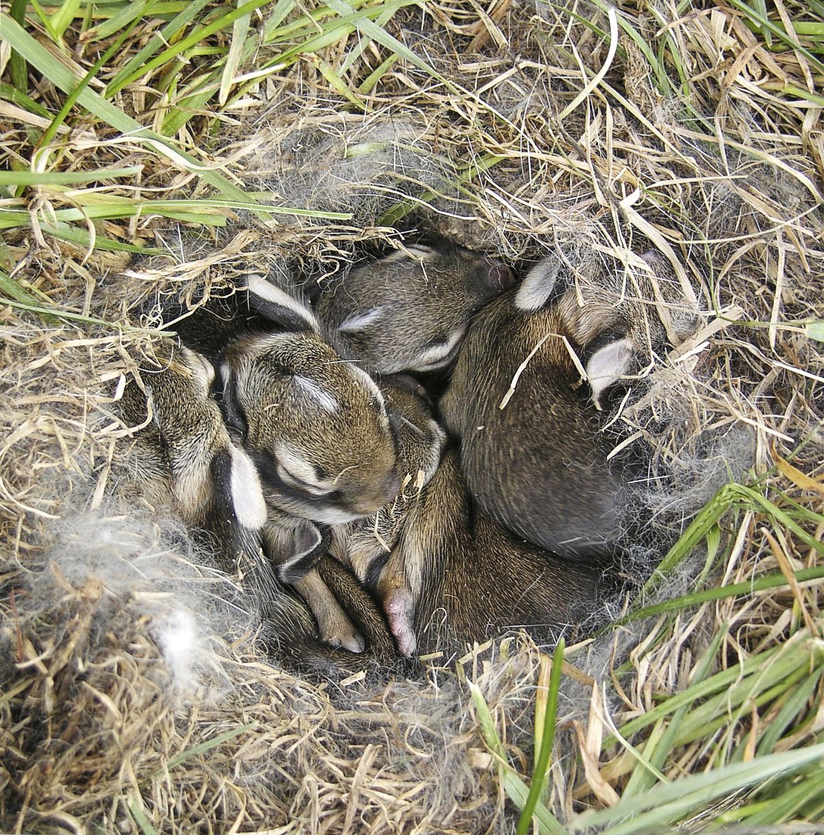 A fluffle of baby rabbits